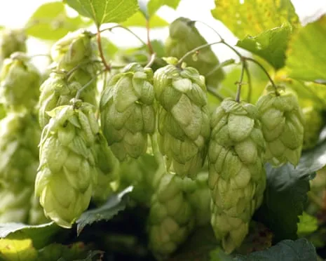 Build A Custom Beer Garden: Growing Hops Proves to Be Easy and Satisfying