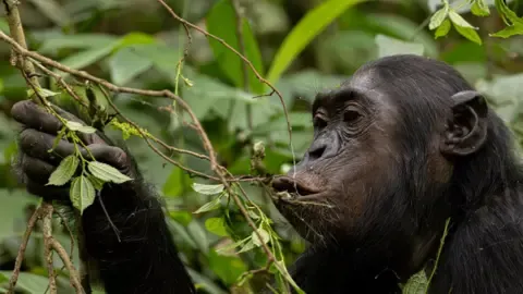 Apes Drinking an Amount Equal of an Alcoholic Beverage Each Day from Fermented Fruit, Study Shows