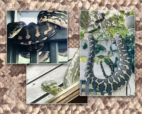 Embracing my Snakes in My Ceiling: An Evolution from Fear to Fascination