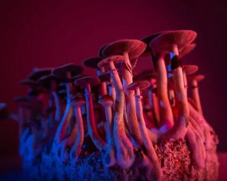 Regarding Substances by Justin Smith-Ruiu: An Intellectual Exploration into Psychedelics